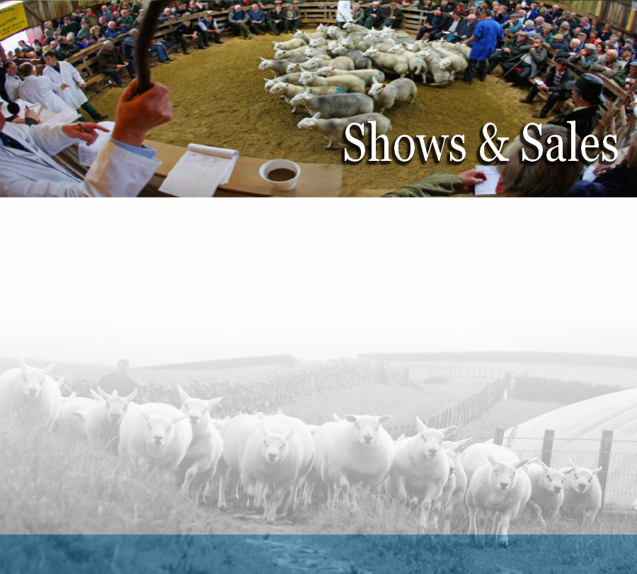 Shows & Sales